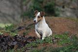 JACK RUSSEL 264